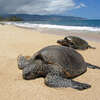 galapagos sea turtle.jpg