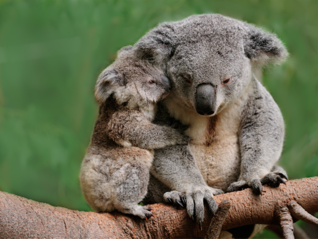 How You Can Help Now in Australia - Hint: It's Not Knitting Another Koala Cozy