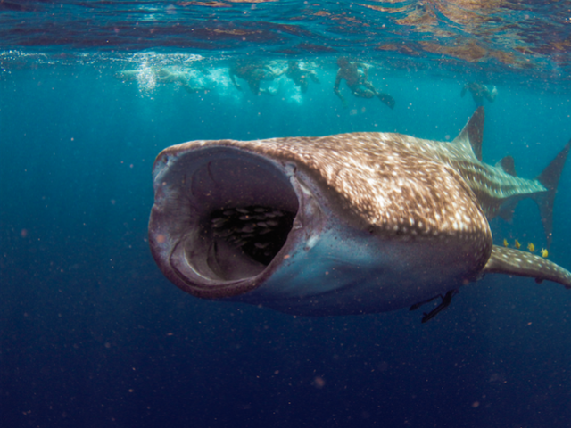The Whale Shark Whisperer of Cabo