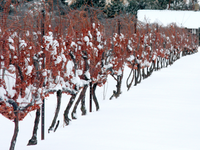 Where in the World to Drink Ice Wine