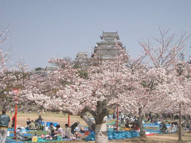 Hanami Tips: View Cherry Blossoms Like the Japanese