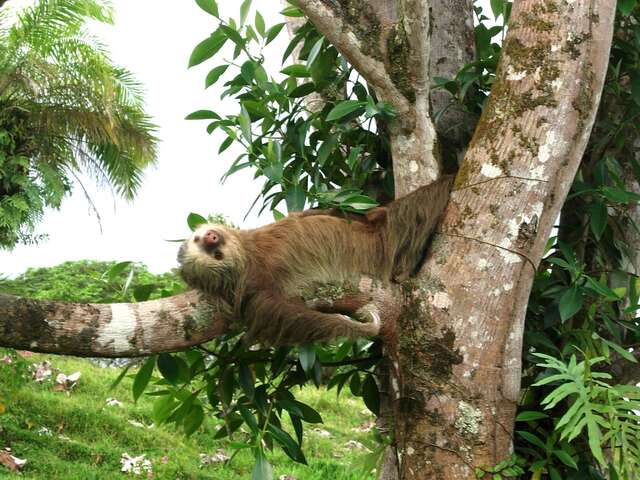 Sloths Named the New National Animal of this Central American Country